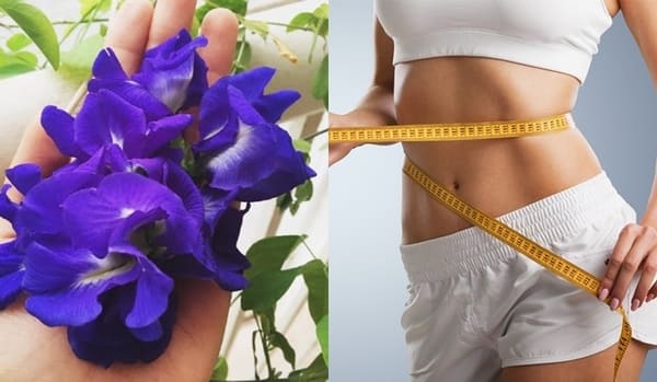  Uống nước hoa đậu biếc có giảm cân không? Cách uống và pha trà hoa đậu biếc giảm cân hiệu quả